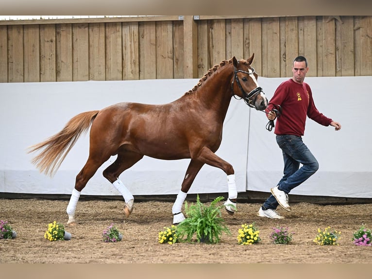 German Riding Pony Stallion 2 years 14,1 hh Chestnut-Red in Gomadingen