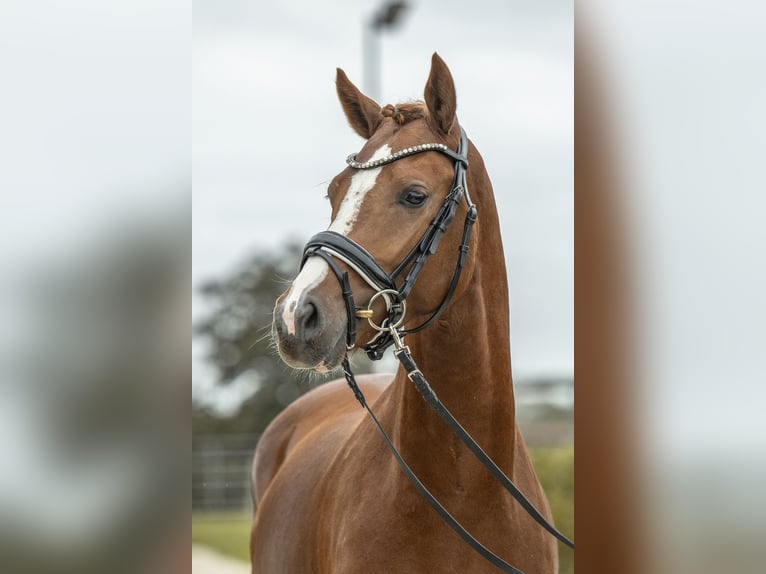 German Riding Pony Stallion 2 years 14,1 hh Chestnut-Red in Gomadingen