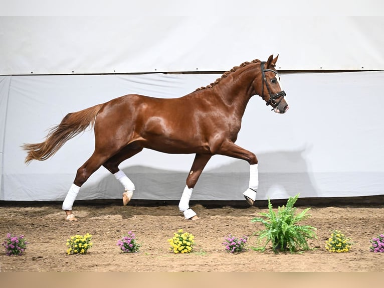 German Riding Pony Stallion 2 years 14,1 hh Chestnut-Red in Gomadingen