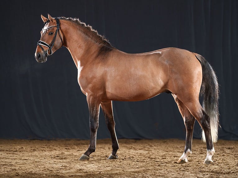 German Riding Pony Stallion 2 years 14,1 hh Dun in Bedburg