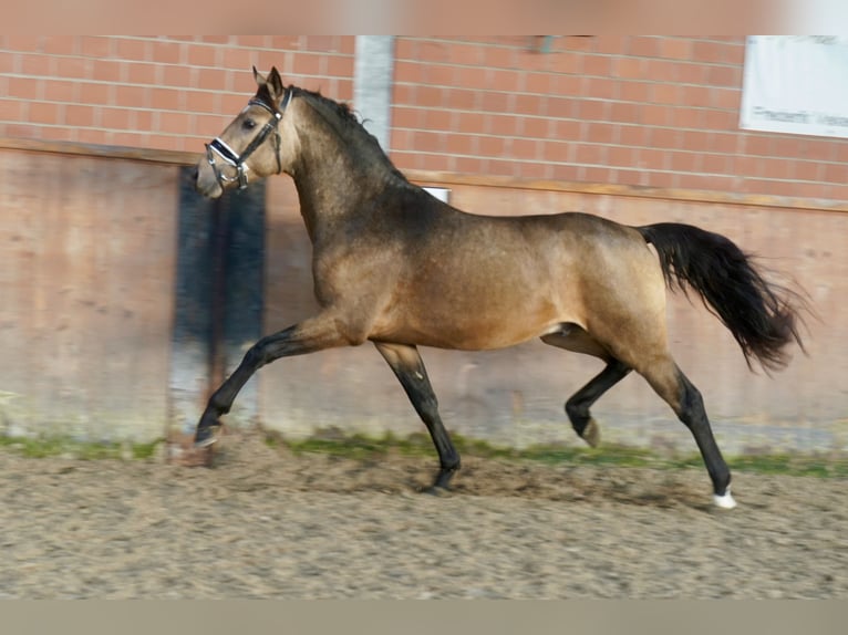 German Riding Pony Stallion 2 years 14,1 hh Dun in Paderborn