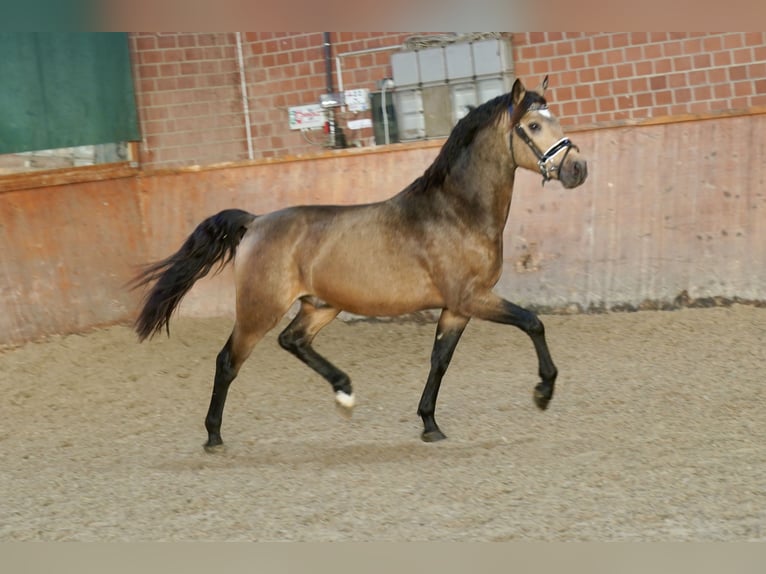 German Riding Pony Stallion 2 years 14,1 hh Dun in Paderborn