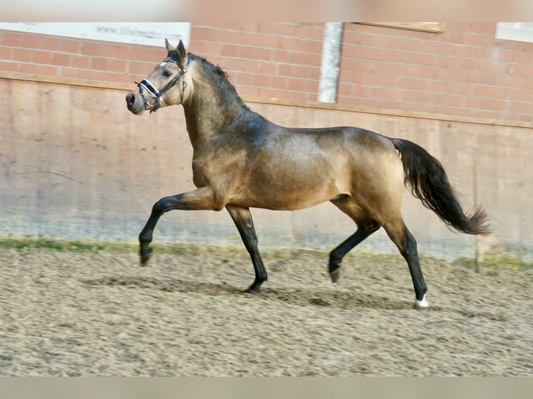 German Riding Pony Stallion 2 years 14,1 hh Dun in Paderborn