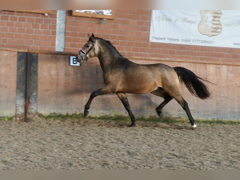 German Riding Pony Stallion 2 years 14,1 hh Dun in Paderborn