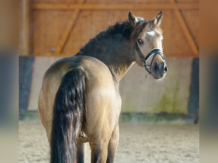 German Riding Pony Stallion 2 years 14,1 hh Dun in Paderborn