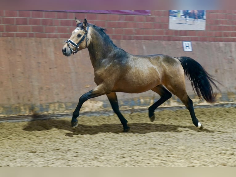 German Riding Pony Stallion 2 years 14,1 hh Dun in Paderborn