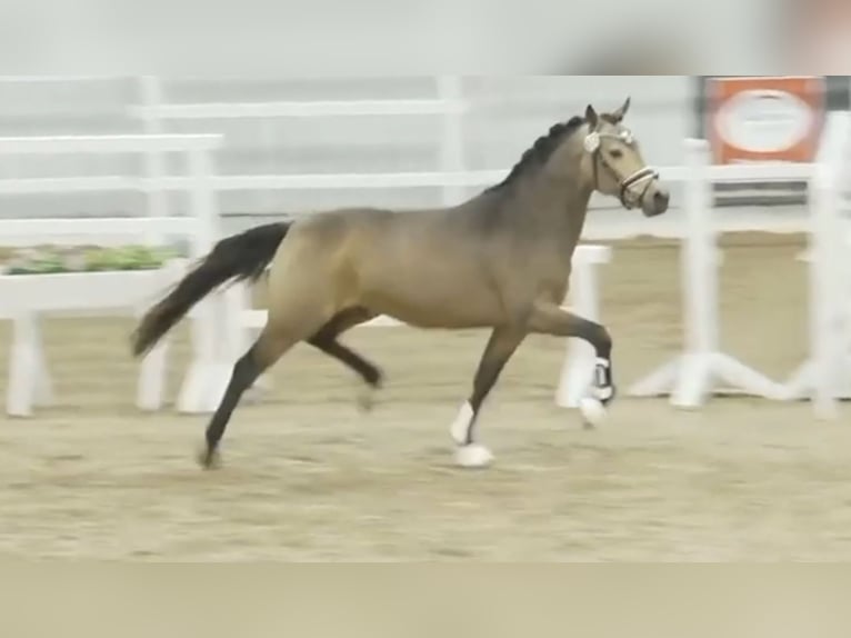 German Riding Pony Stallion 2 years 14,1 hh Dun in Paderborn