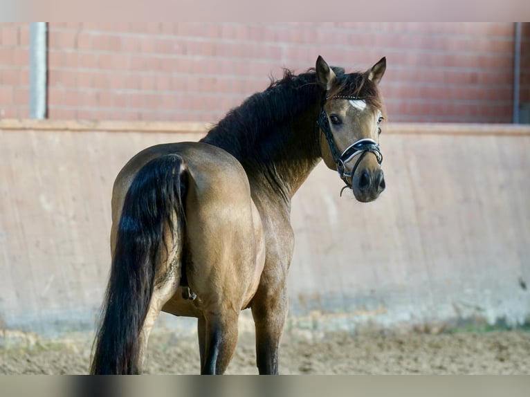 German Riding Pony Stallion 2 years 14,1 hh Dun in Paderborn