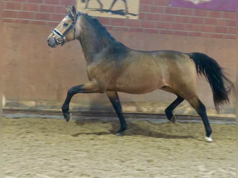 German Riding Pony Stallion 2 years 14,1 hh Dun in Paderborn