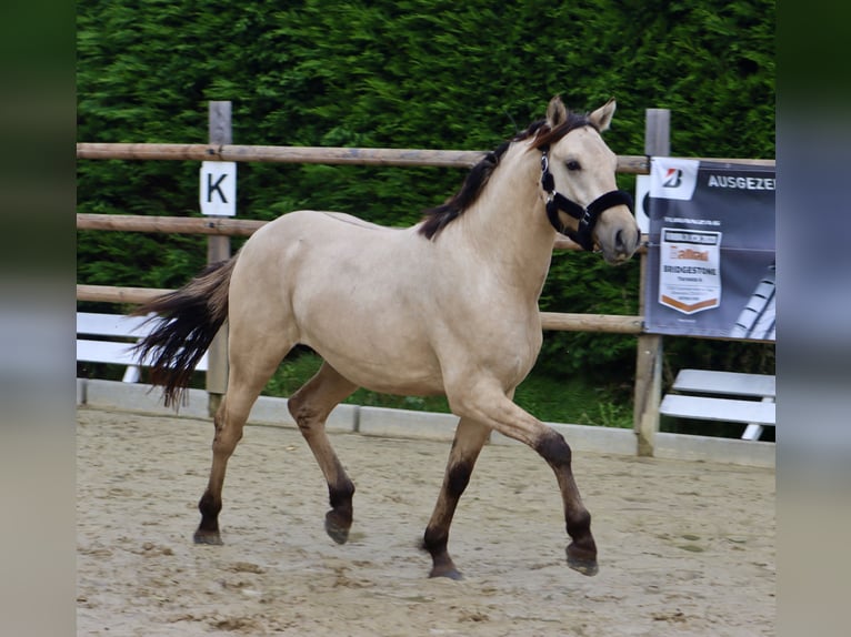 German Riding Pony Stallion 2 years 14,1 hh Dun in Nottuln