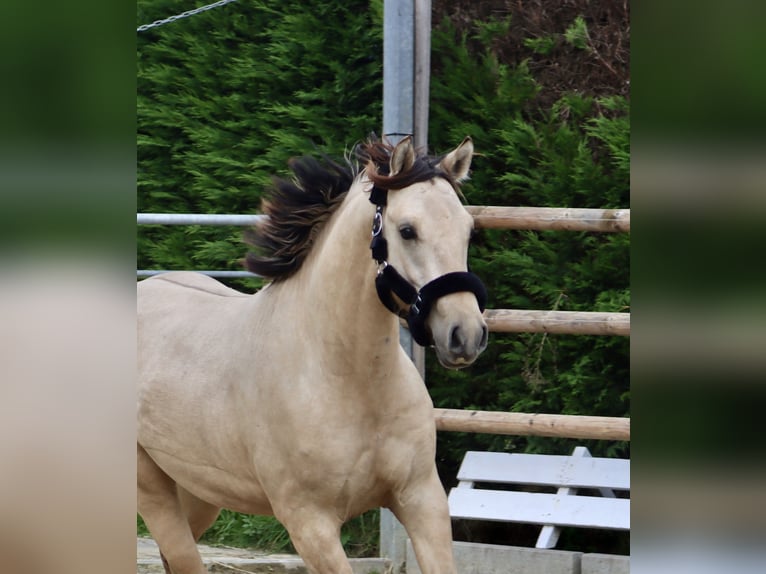 German Riding Pony Stallion 2 years 14,1 hh Dun in Nottuln