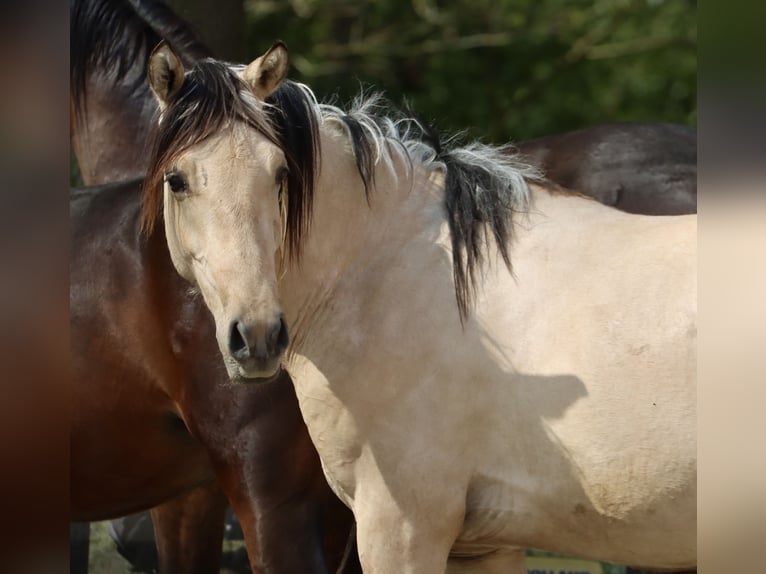 German Riding Pony Stallion 2 years 14,1 hh Dun in Nottuln