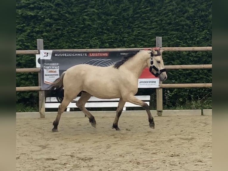 German Riding Pony Stallion 2 years 14,1 hh Dun in Nottuln