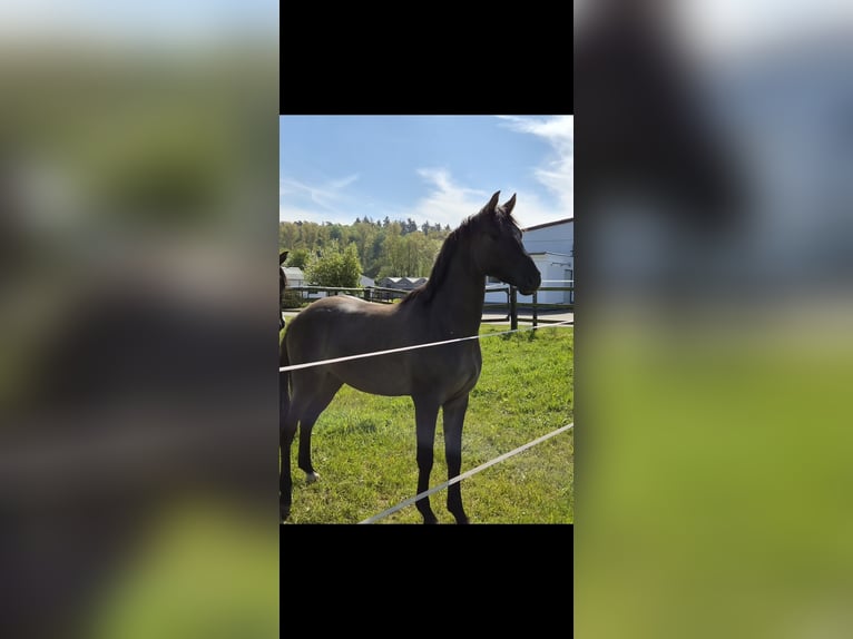 German Riding Pony Stallion 2 years 14.1 hh Grullo in Weilerswist