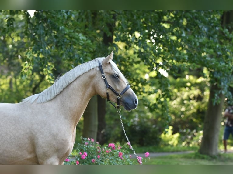 German Riding Pony Stallion 2 years 14,1 hh Palomino in Raddestorf