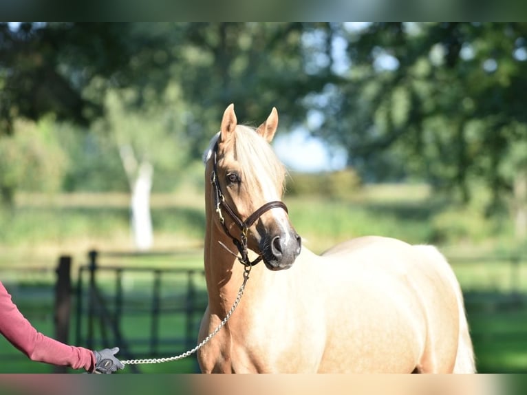 German Riding Pony Stallion 2 years 14,1 hh Palomino in Raddestorf