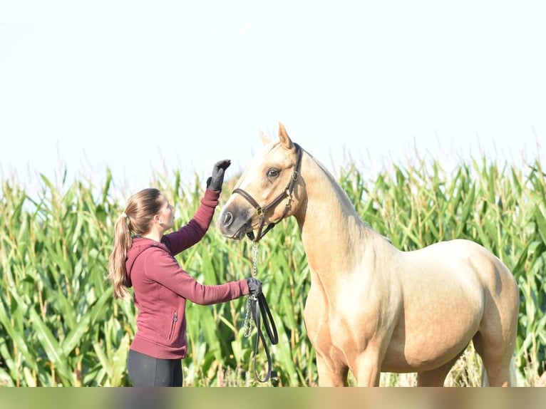 German Riding Pony Stallion 2 years 14,1 hh Palomino in Raddestorf