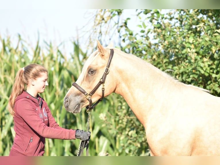 German Riding Pony Stallion 2 years 14,1 hh Palomino in Raddestorf