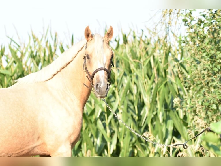 German Riding Pony Stallion 2 years 14,1 hh Palomino in Raddestorf