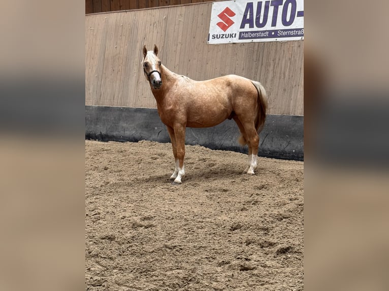 German Riding Pony Stallion 2 years 14,1 hh Palomino in Wegeleben