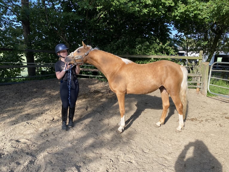 German Riding Pony Stallion 2 years 14,1 hh Palomino in Achim