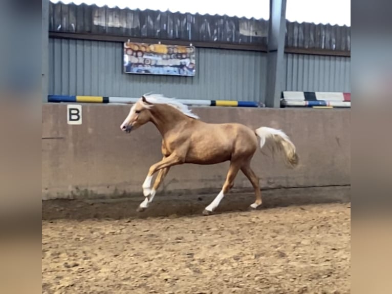 German Riding Pony Stallion 2 years 14,1 hh Palomino in Achim