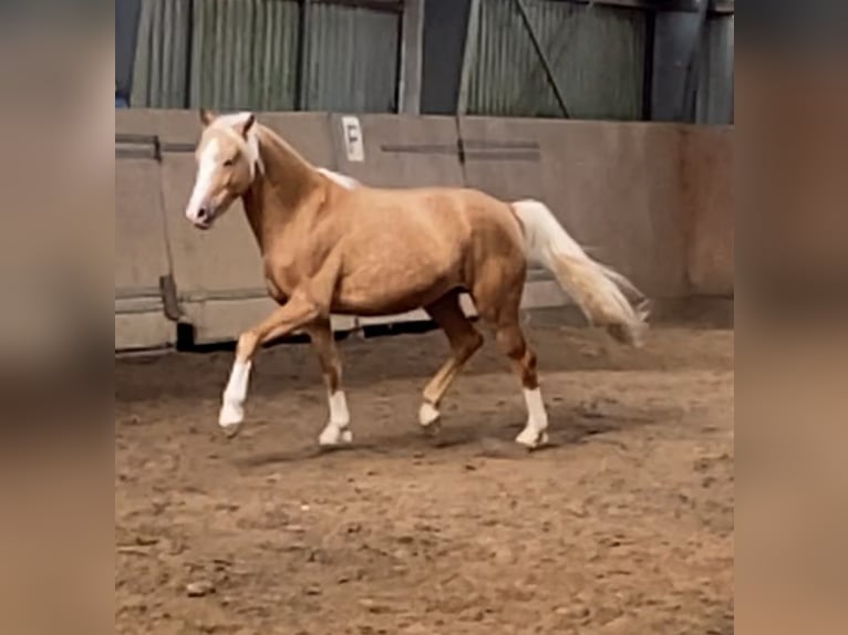 German Riding Pony Stallion 2 years 14,1 hh Palomino in Achim