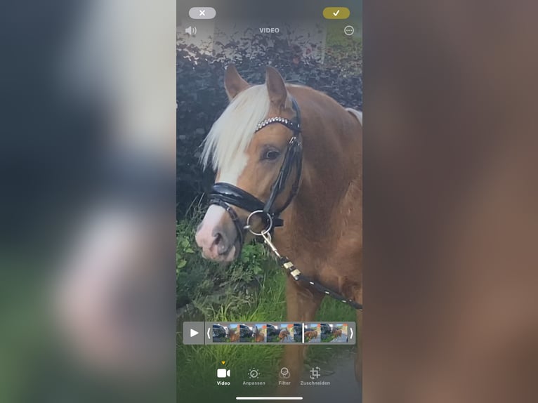German Riding Pony Stallion 2 years 14,1 hh Palomino in Achim