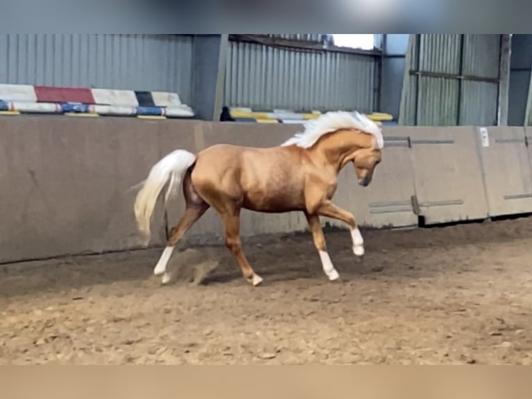 German Riding Pony Stallion 2 years 14,1 hh Palomino in Achim