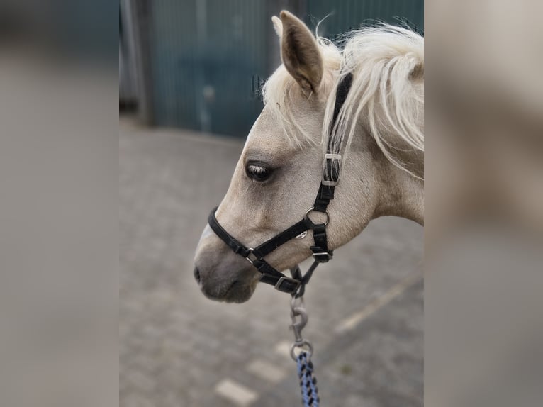 German Riding Pony Stallion 2 years 14,1 hh Palomino in Radevormwald