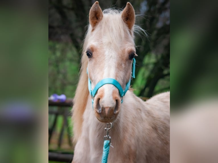 German Riding Pony Stallion 2 years 14,1 hh Palomino in Radevormwald