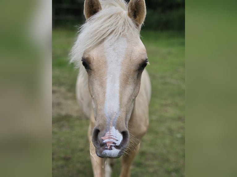 German Riding Pony Stallion 2 years 14,1 hh Palomino in Radevormwald