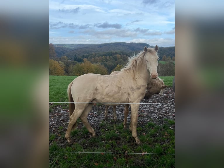 German Riding Pony Stallion 2 years 14,1 hh Perlino in Windeck