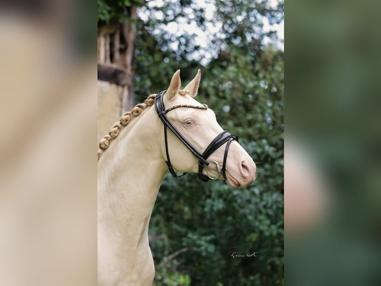 German Riding Pony Stallion 2 years 14.1 hh Perlino in Wagenfeld