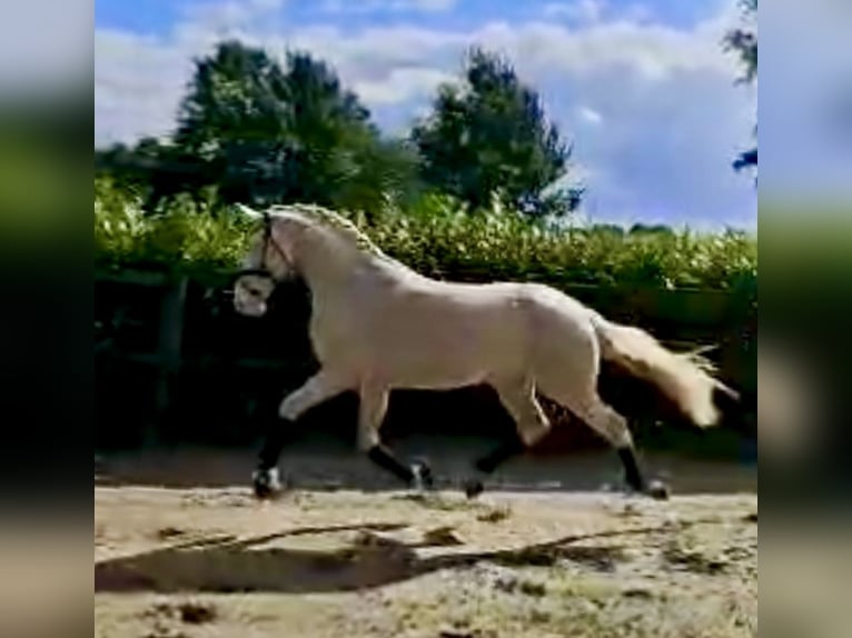 German Riding Pony Stallion 2 years 14.1 hh Perlino in Wagenfeld