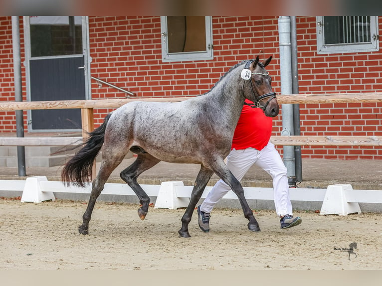 German Riding Pony Stallion 2 years 14,1 hh Roan-Bay in Esens