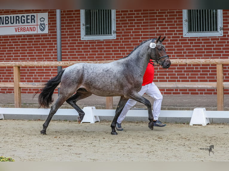 German Riding Pony Stallion 2 years 14,1 hh Roan-Bay in Esens