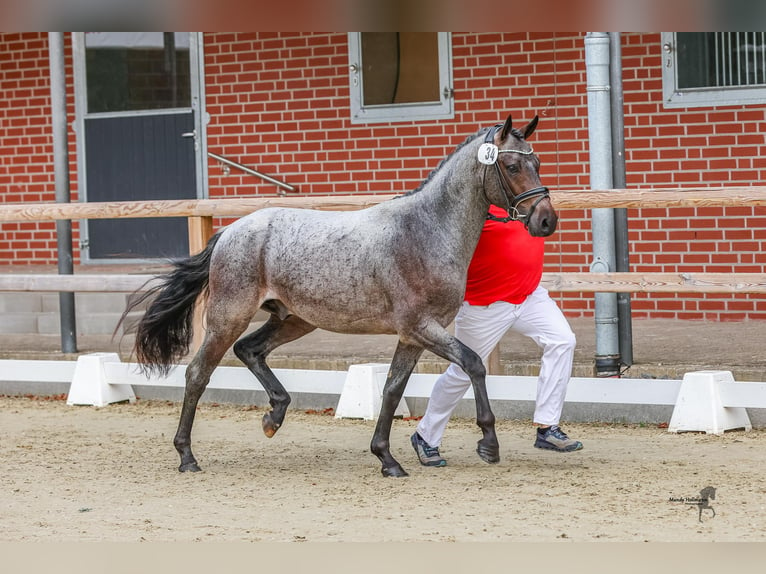 German Riding Pony Stallion 2 years 14,1 hh Roan-Bay in Esens