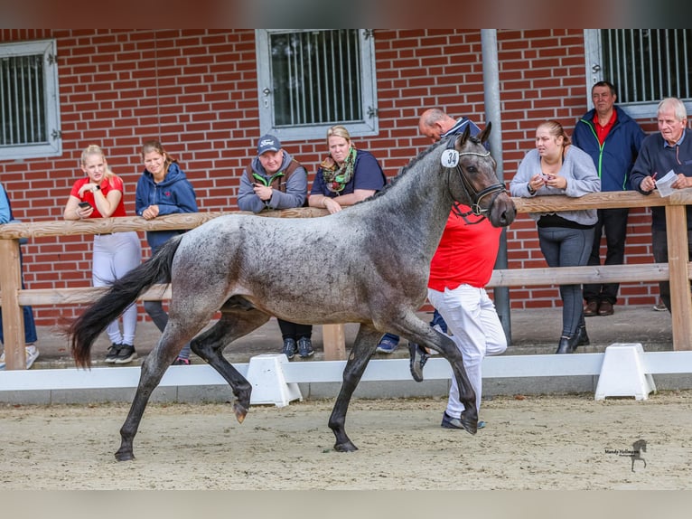 German Riding Pony Stallion 2 years 14,1 hh Roan-Bay in Esens