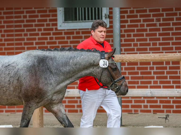 German Riding Pony Stallion 2 years 14,1 hh Roan-Bay in Esens