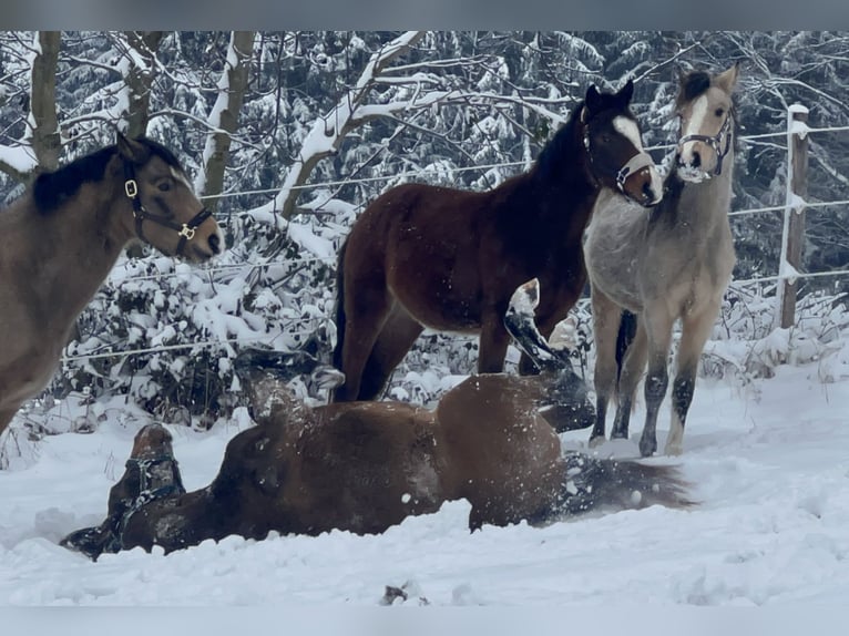 German Riding Pony Stallion 2 years 14,2 hh Brown in Pitten
