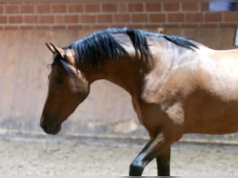 German Riding Pony Stallion 2 years 14,2 hh Brown in Paderborn