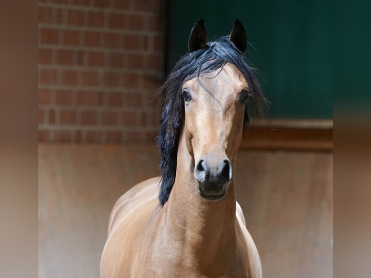 German Riding Pony Stallion 2 years 14,2 hh Brown in Paderborn