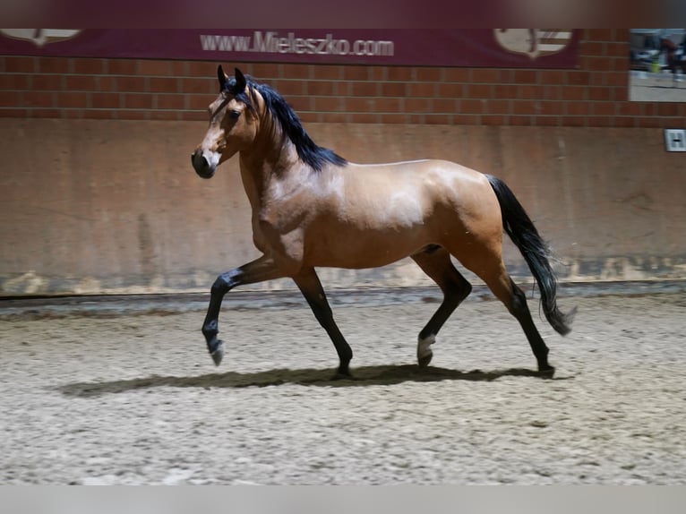 German Riding Pony Stallion 2 years 14,2 hh Brown in Paderborn