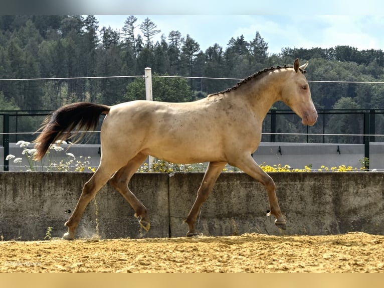 German Riding Pony Stallion 2 years 14,2 hh Champagne in Bad Sachsa
