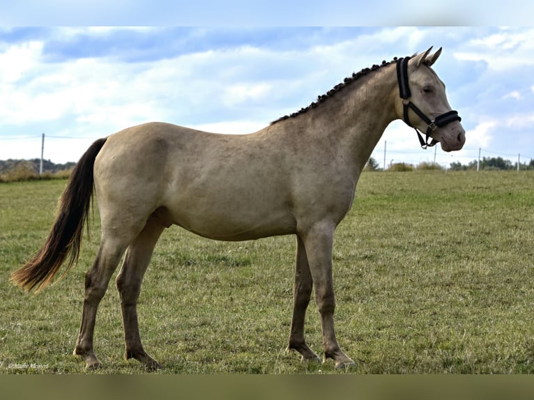 German Riding Pony Stallion 2 years 14,2 hh Champagne in Bad Sachsa