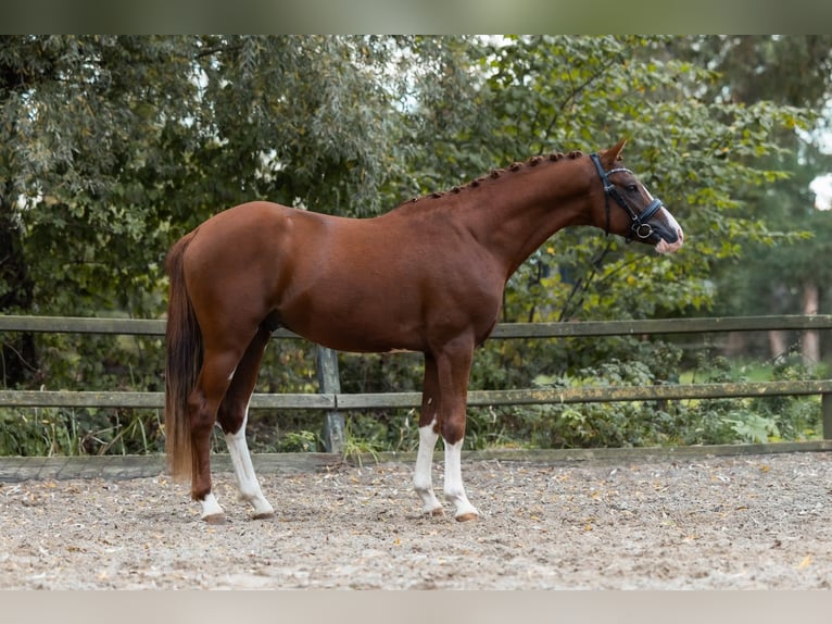 German Riding Pony Stallion 2 years 14.2 hh Chestnut-Red in Brummen