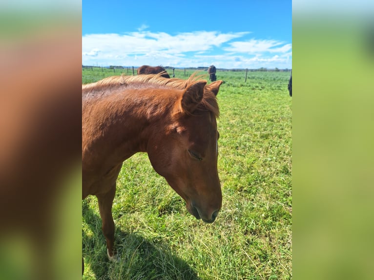 German Riding Pony Stallion 2 years 14,2 hh Chestnut-Red in Sattledt