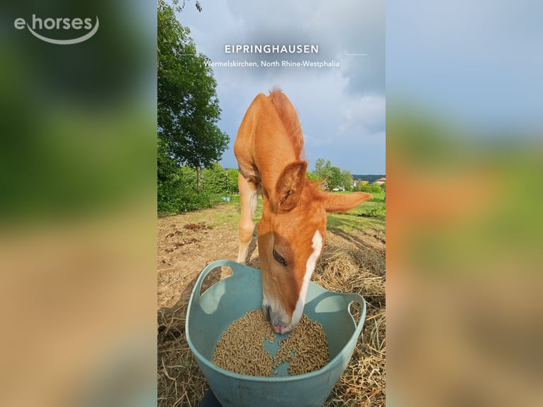German Riding Pony Stallion 2 years 14.3 hh Chestnut-Red in Wermelskirchen