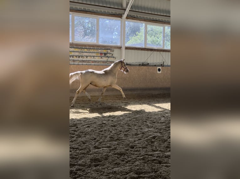 German Riding Pony Stallion 2 years 14.3 hh Palomino in Marl